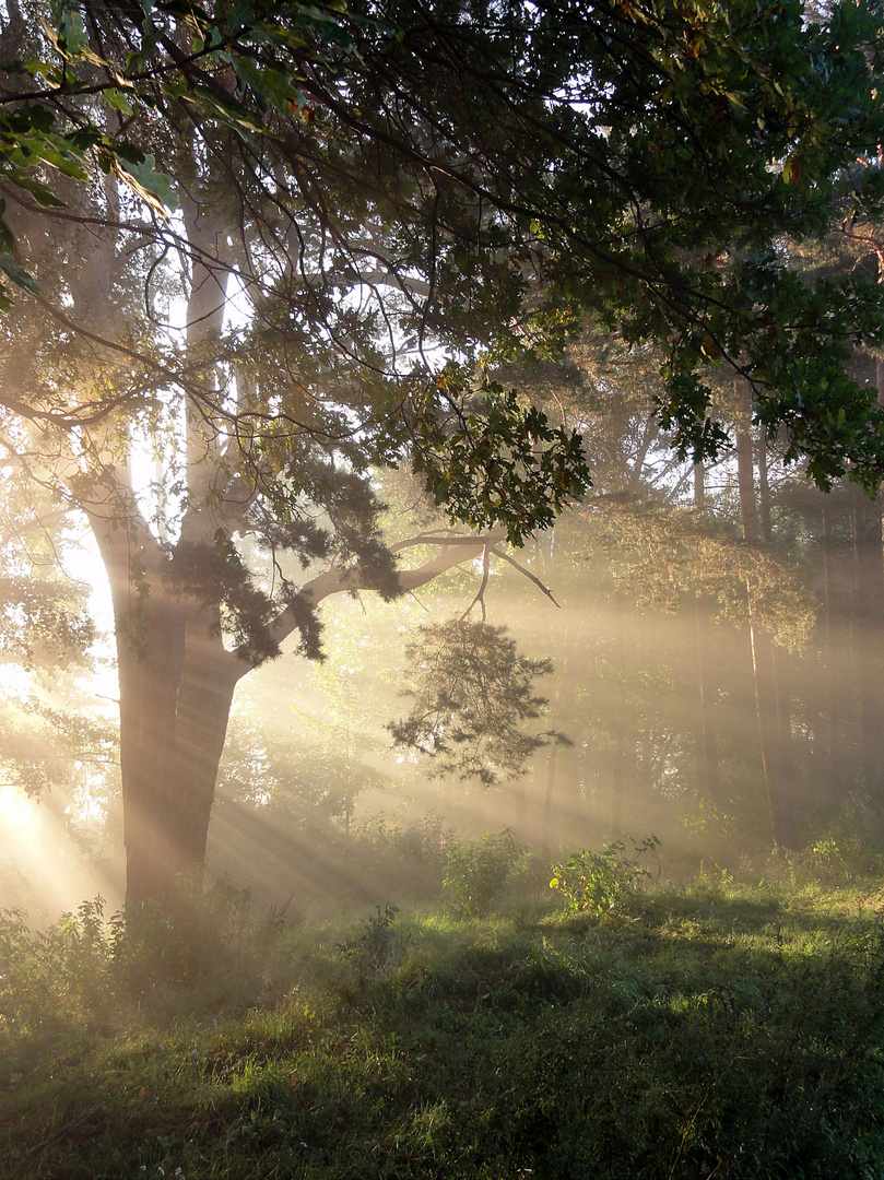 Morgennebel am Scharmützelsee