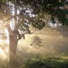 Morgennebel am Scharmützelsee