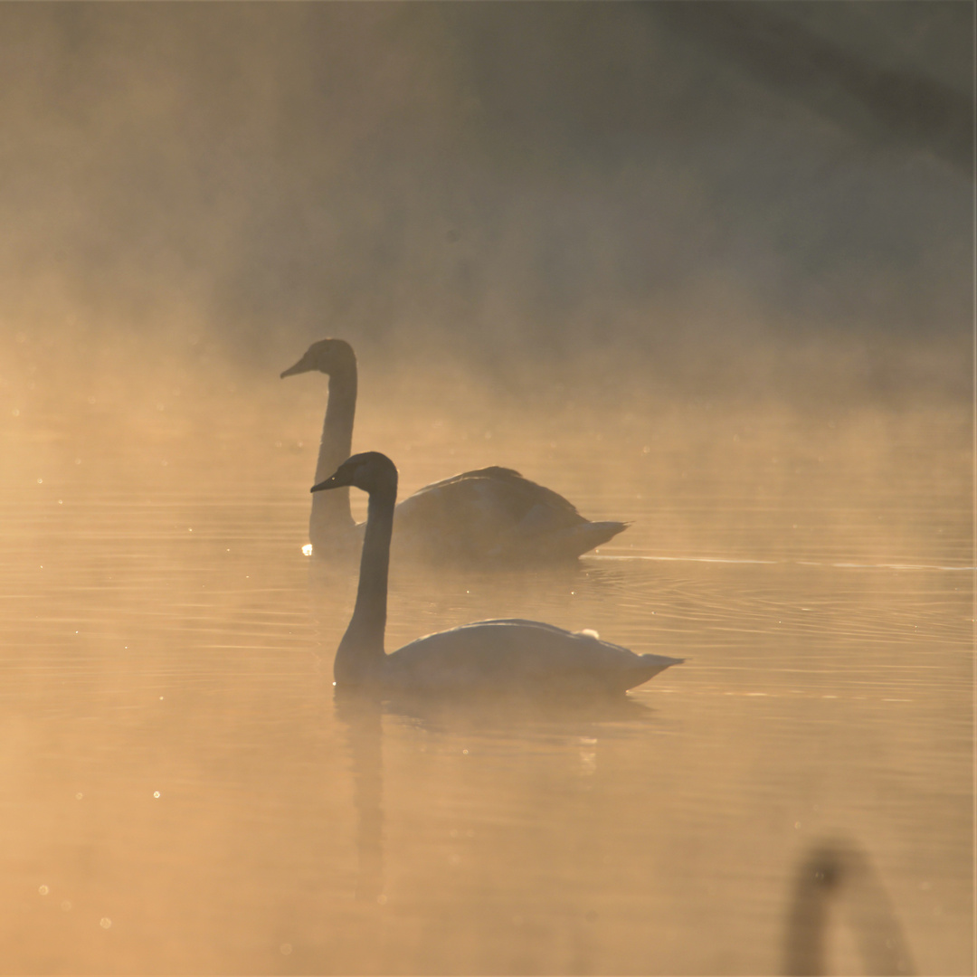 Morgennebel am see