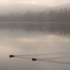 Morgennebel am See