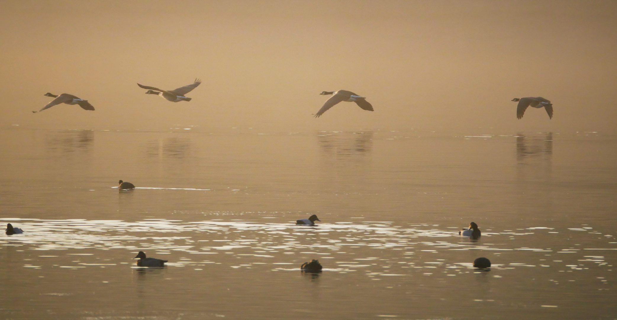 Morgennebel am See