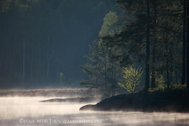 Morgennebel am See