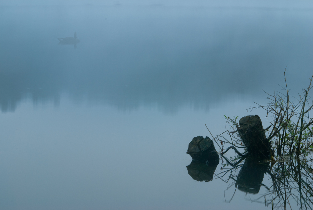 Morgennebel am See (I)