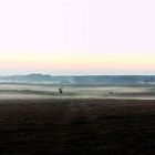 Morgennebel am Selliner See (Rügen)