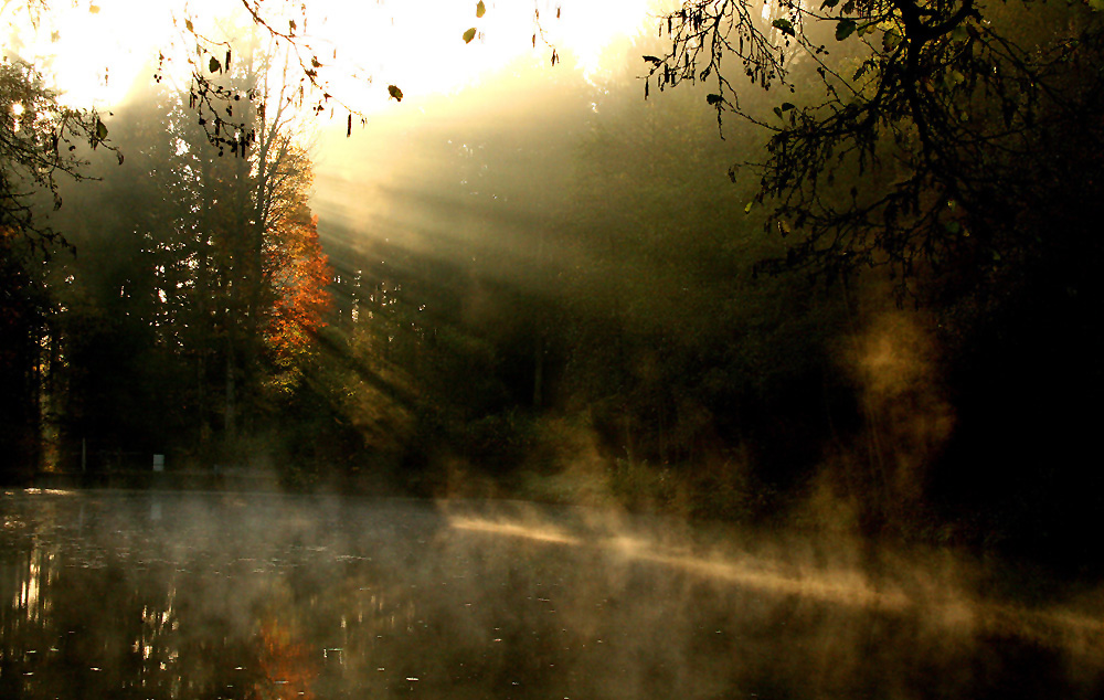 Morgennebel am Teich