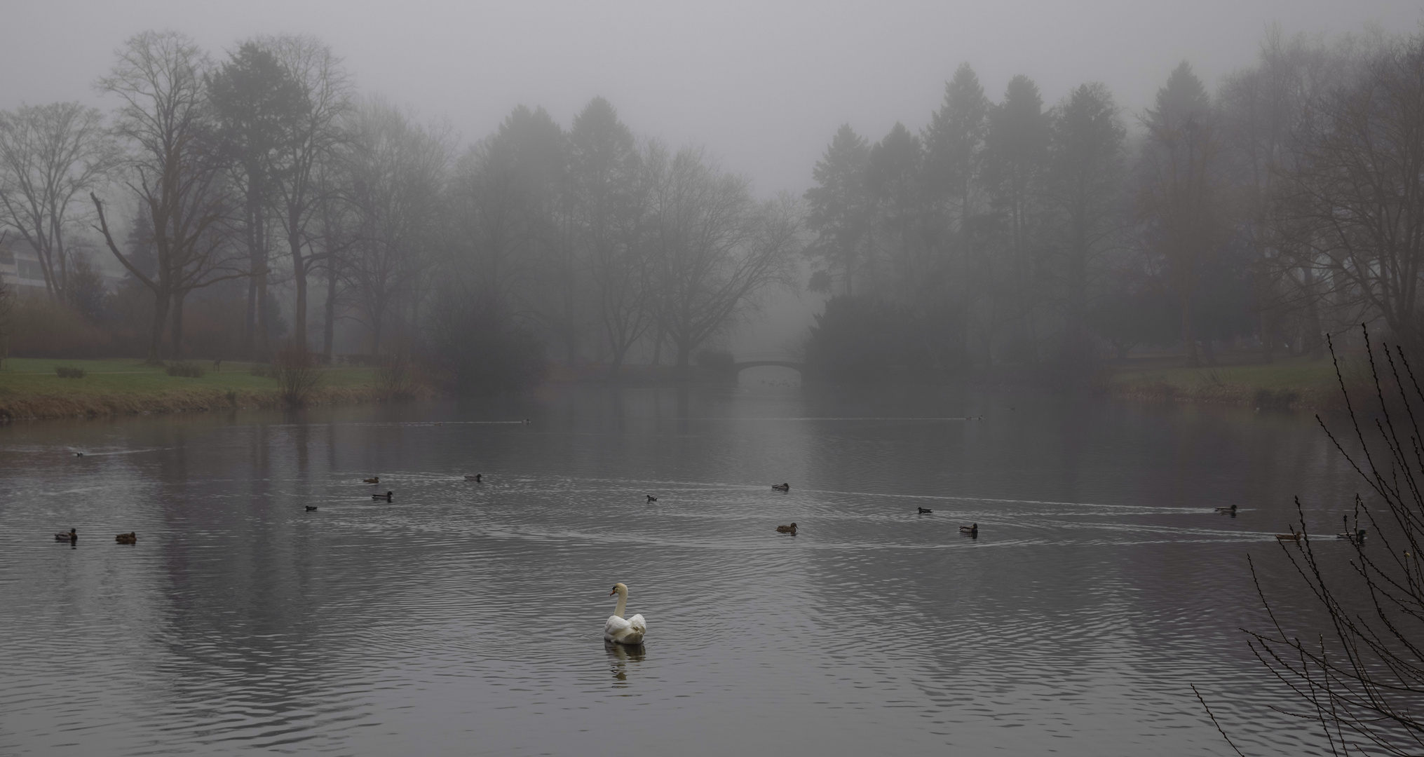 Morgennebel am Teich