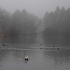 Morgennebel am Teich