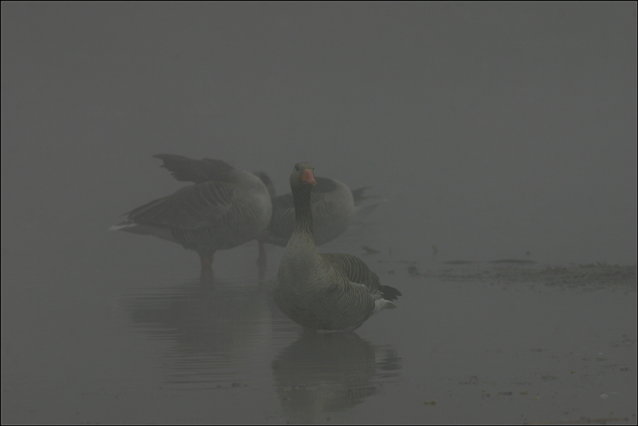 Morgennebel am Teich