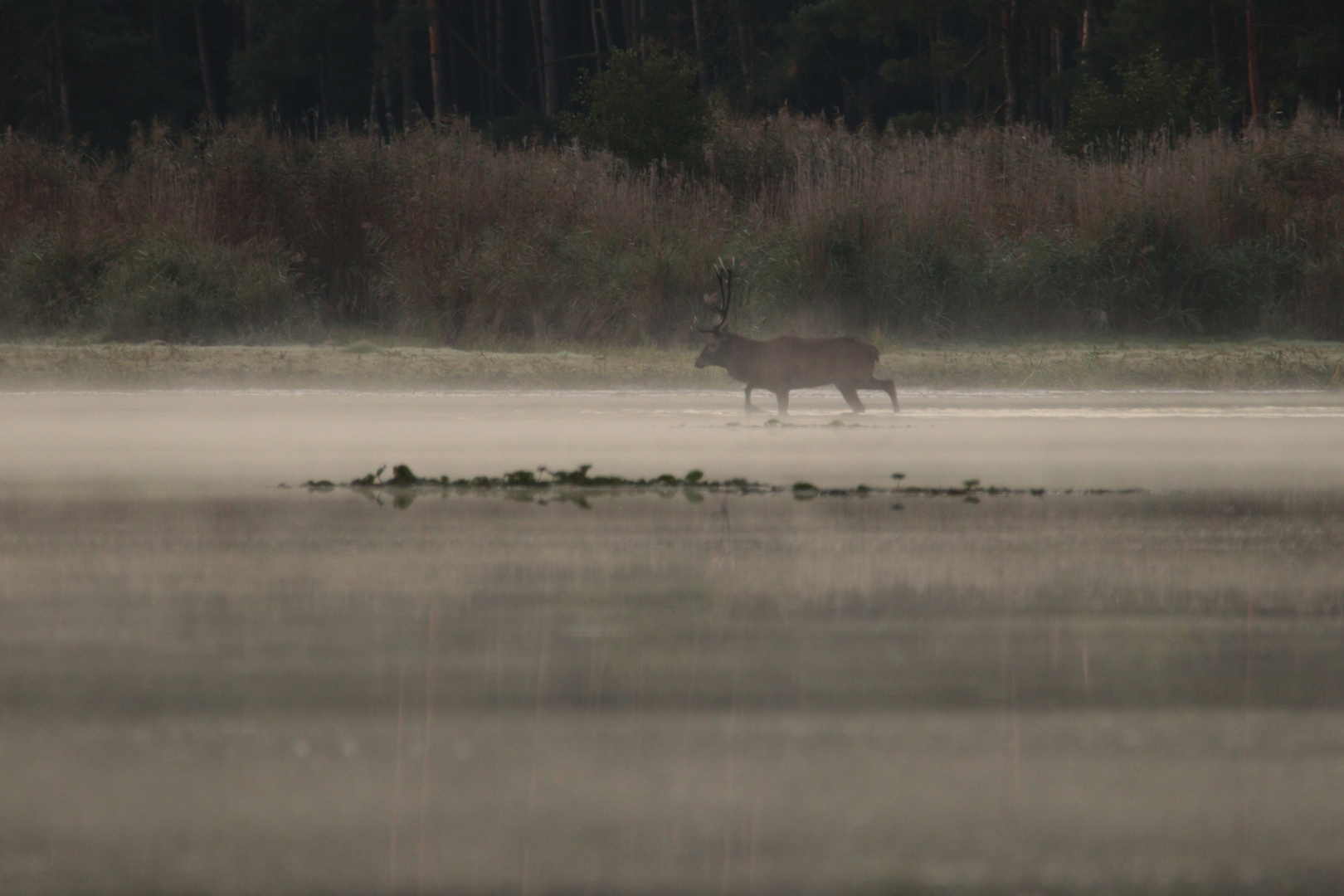 Morgennebel am Teich