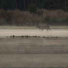 Morgennebel am Teich