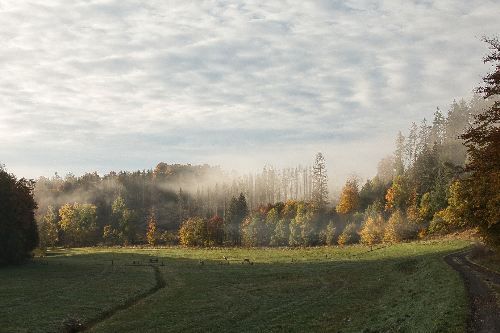 Morgennebel am Wald