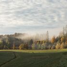 Morgennebel am Wald