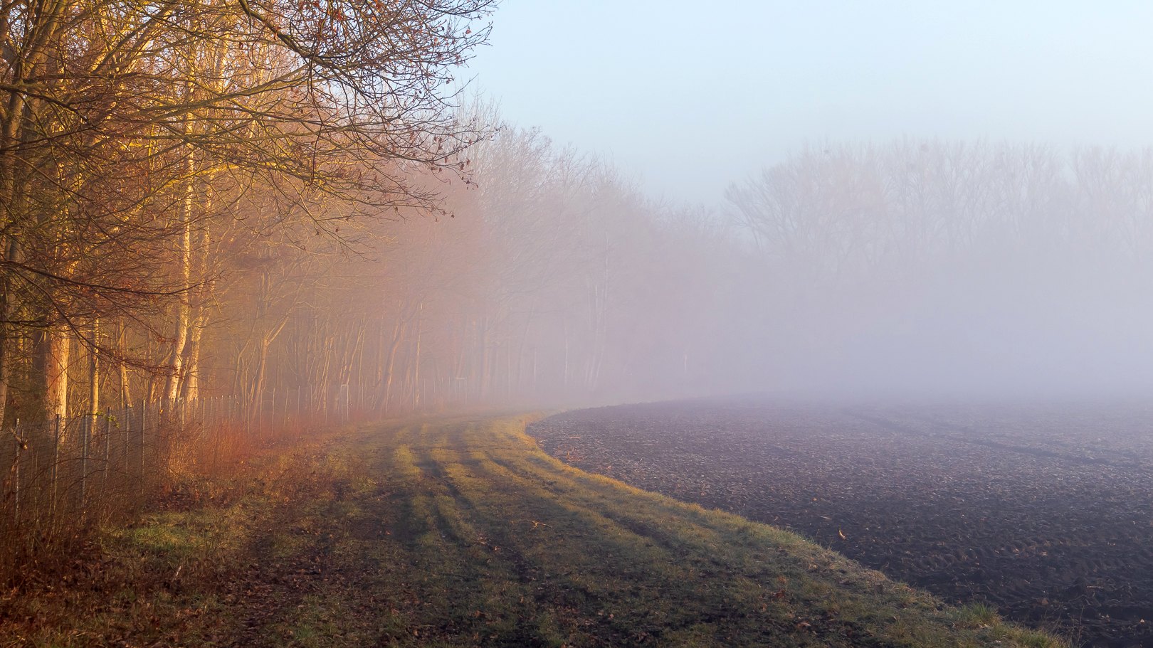 Morgennebel am Waldrand!