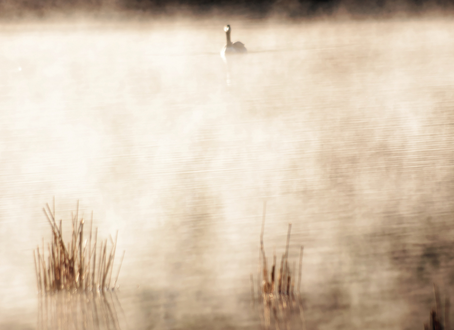 Morgennebel am Weiher