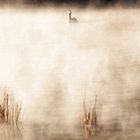 Morgennebel am Weiher