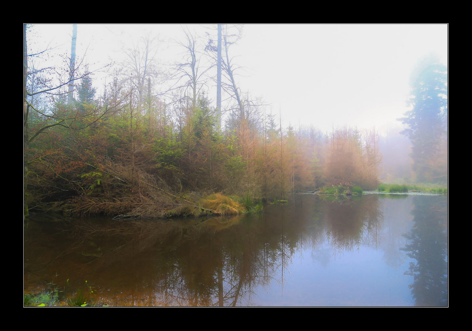 Morgennebel am Weiher.