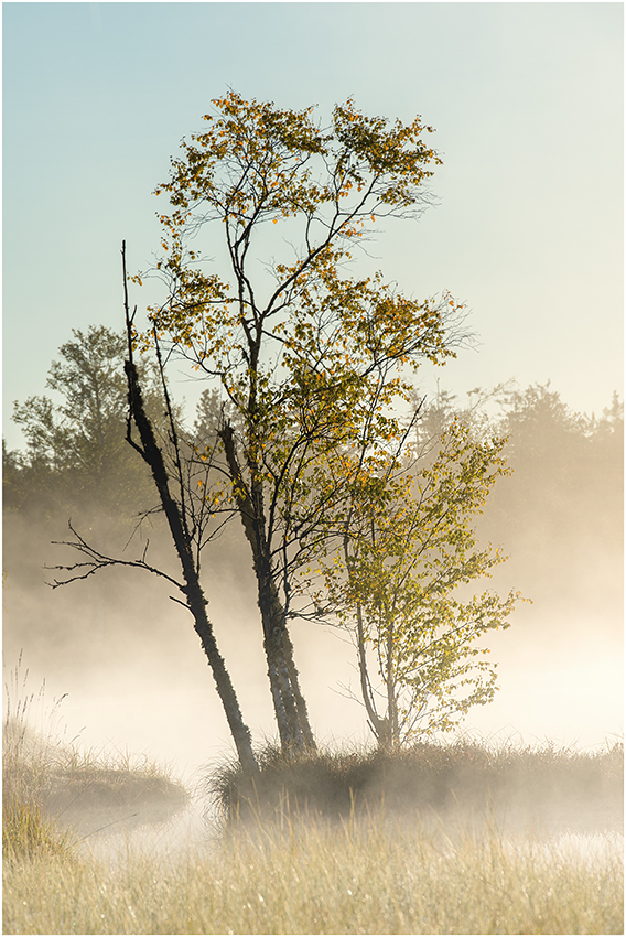 Morgennebel am Wildsee