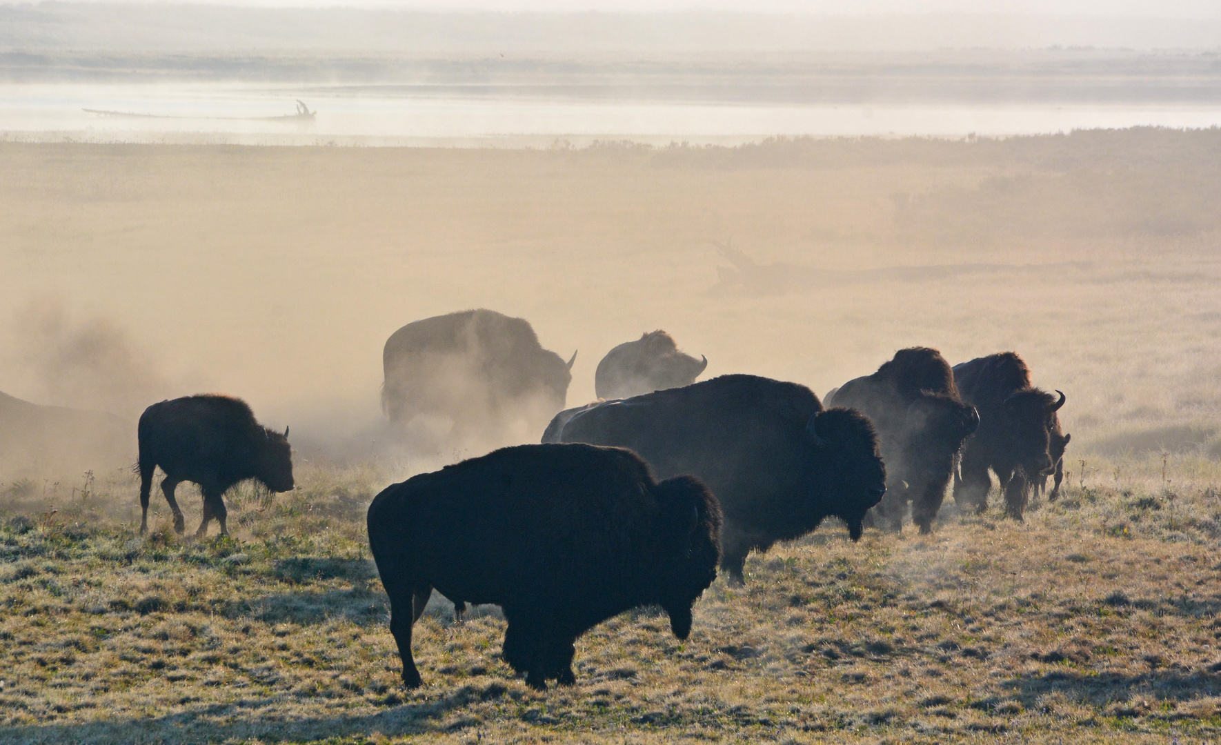 Morgennebel am Yellowstone River