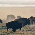 Morgennebel am Yellowstone River