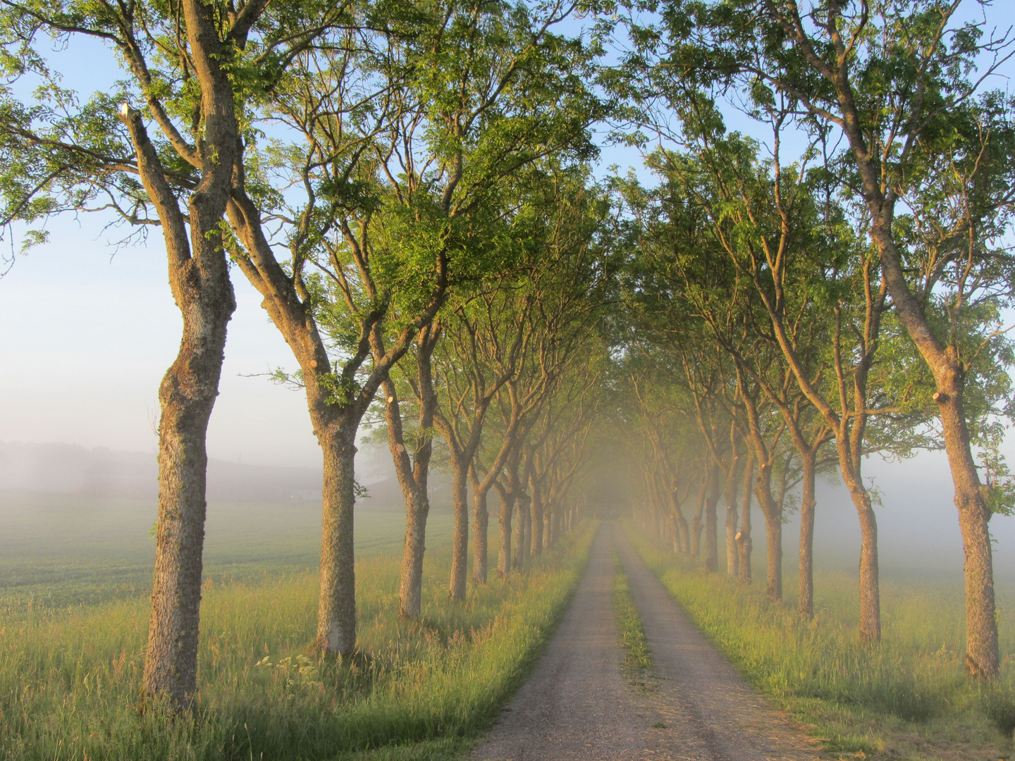 Morgennebel an der E45 bei Vänersborg-Schweden