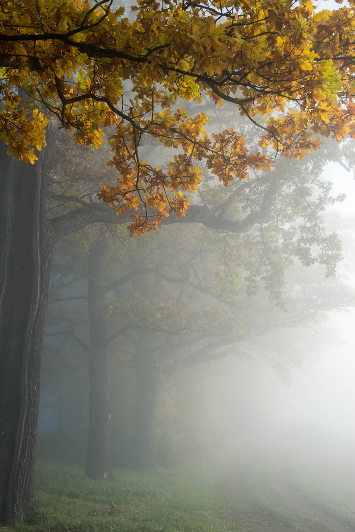 Morgennebel an der Eichenallee