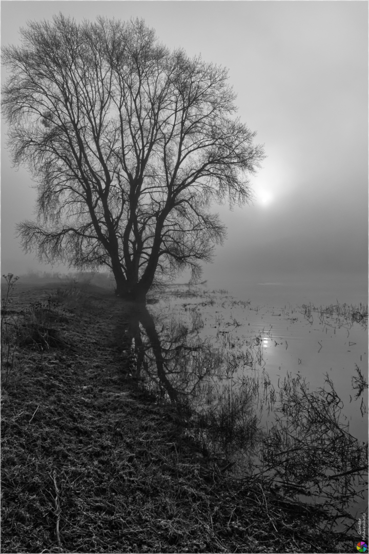 Morgennebel an der Elbe