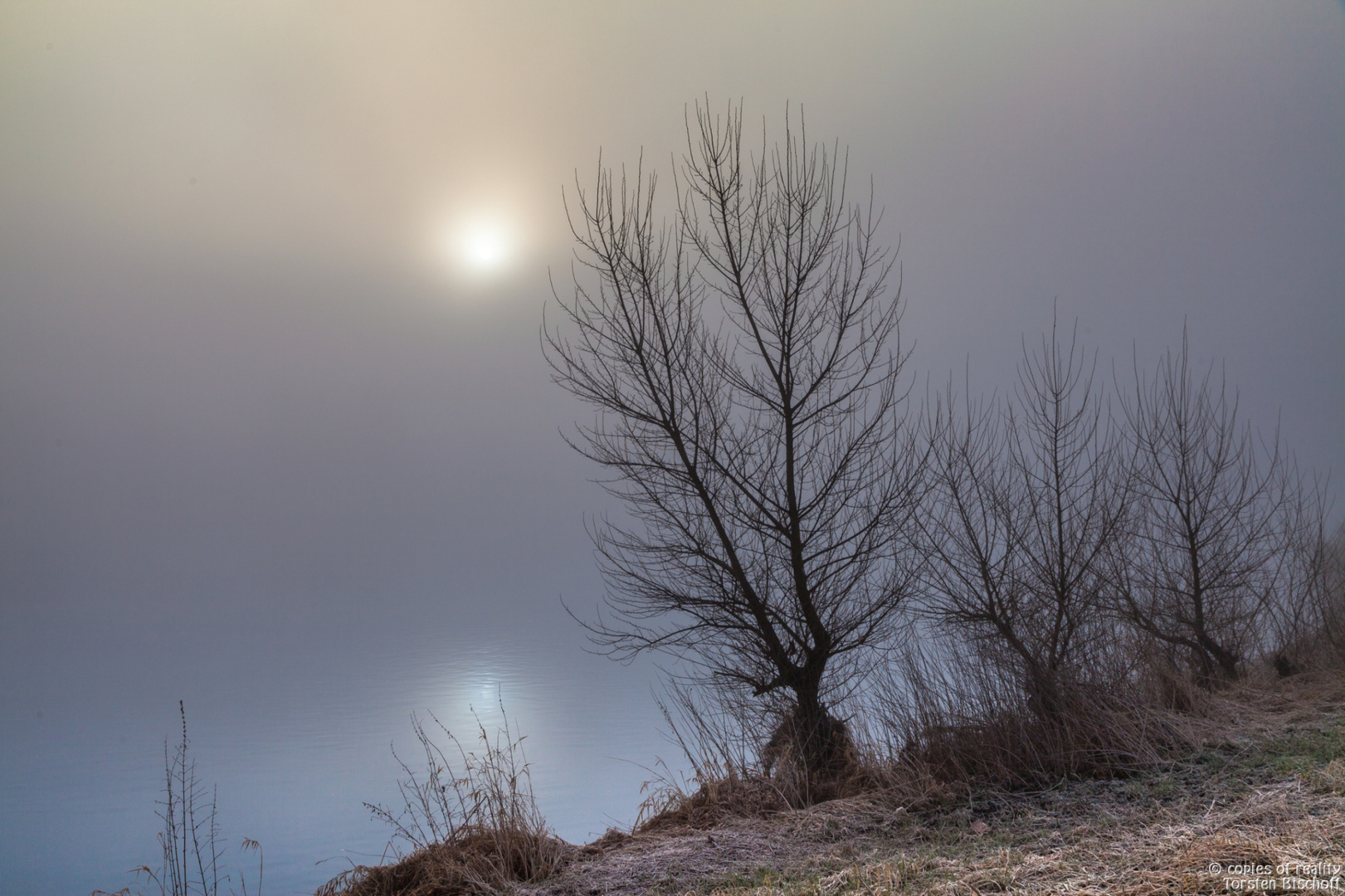 Morgennebel an der Elbe, Dresden