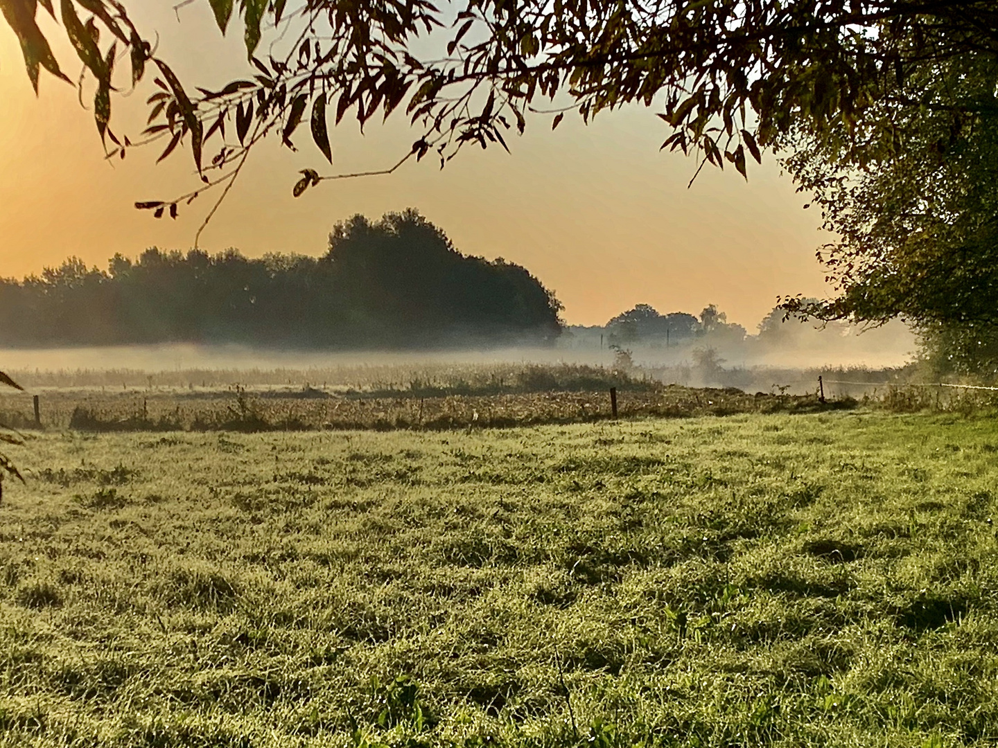 Morgennebel an der Ems