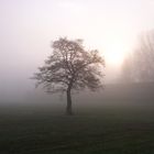 Morgennebel an der Lesum