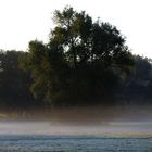 Morgennebel an der Losse -2-