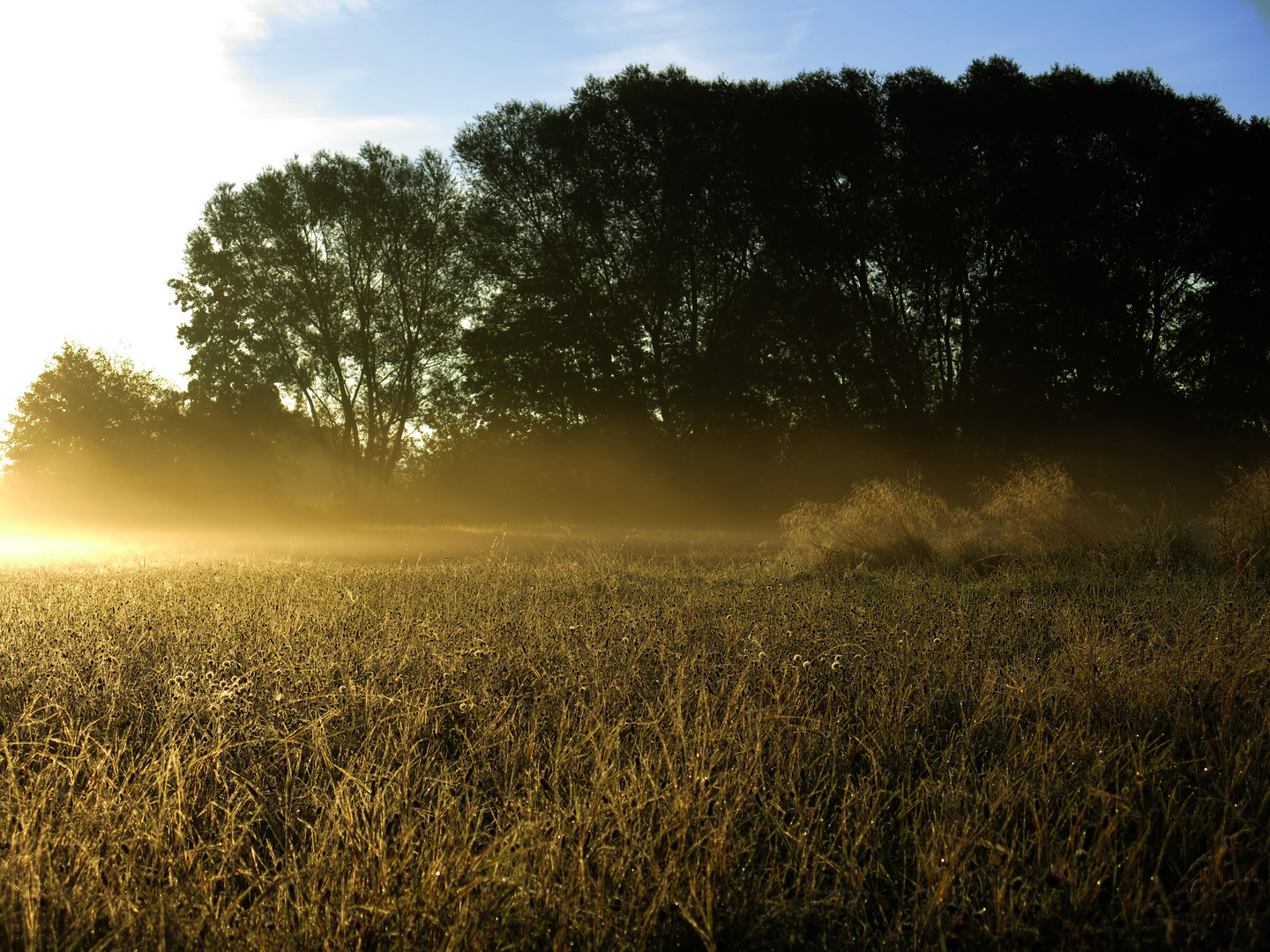 Morgennebel an der Losse -5-