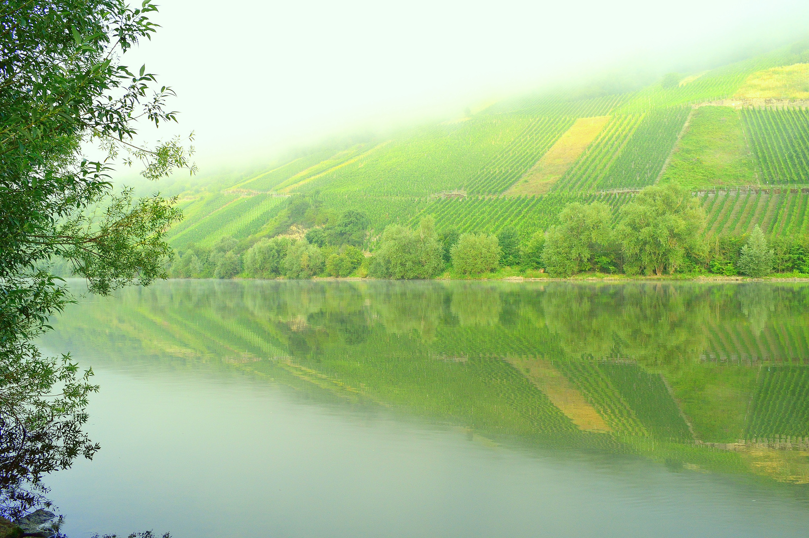 Morgennebel an der Mosel