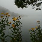 Morgennebel an der Mosel