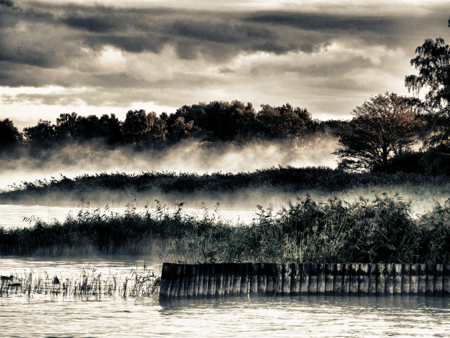 morgennebel an der müritz ...