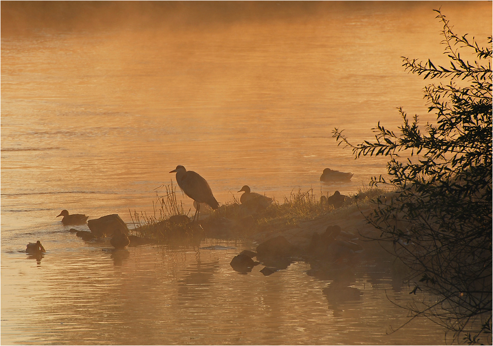 Morgennebel an der Ruhr I