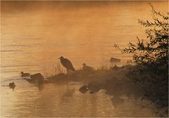 Morgennebel an der Ruhr I