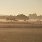 Morgennebel auf Amrum