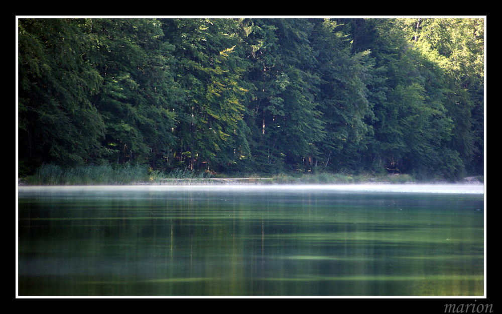 morgennebel auf dem Alpsee