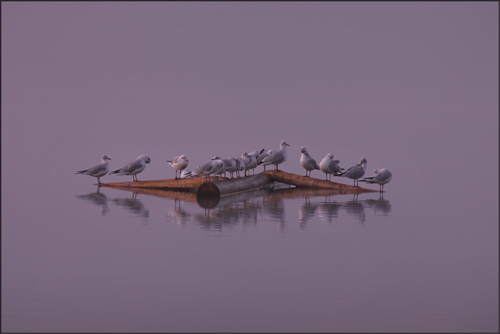 ~ Morgennebel auf dem Staffelsee IV ~