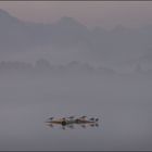 ~ Morgennebel auf dem Staffelsee V ~