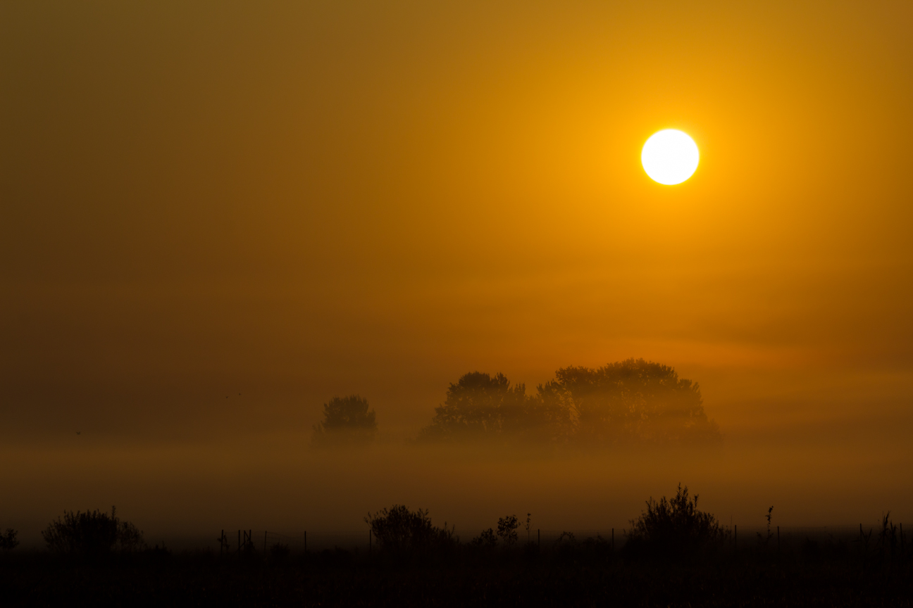 Morgennebel - auf dem Weg zur Arbeit