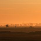 Morgennebel auf Sylt