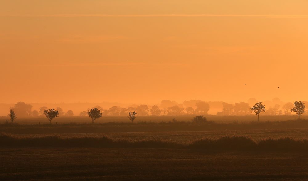 Morgennebel auf Sylt