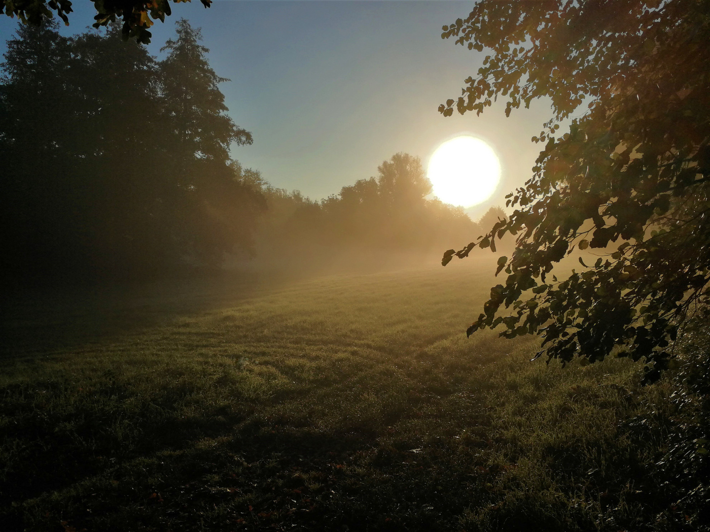 Morgennebel auf Waldwiese