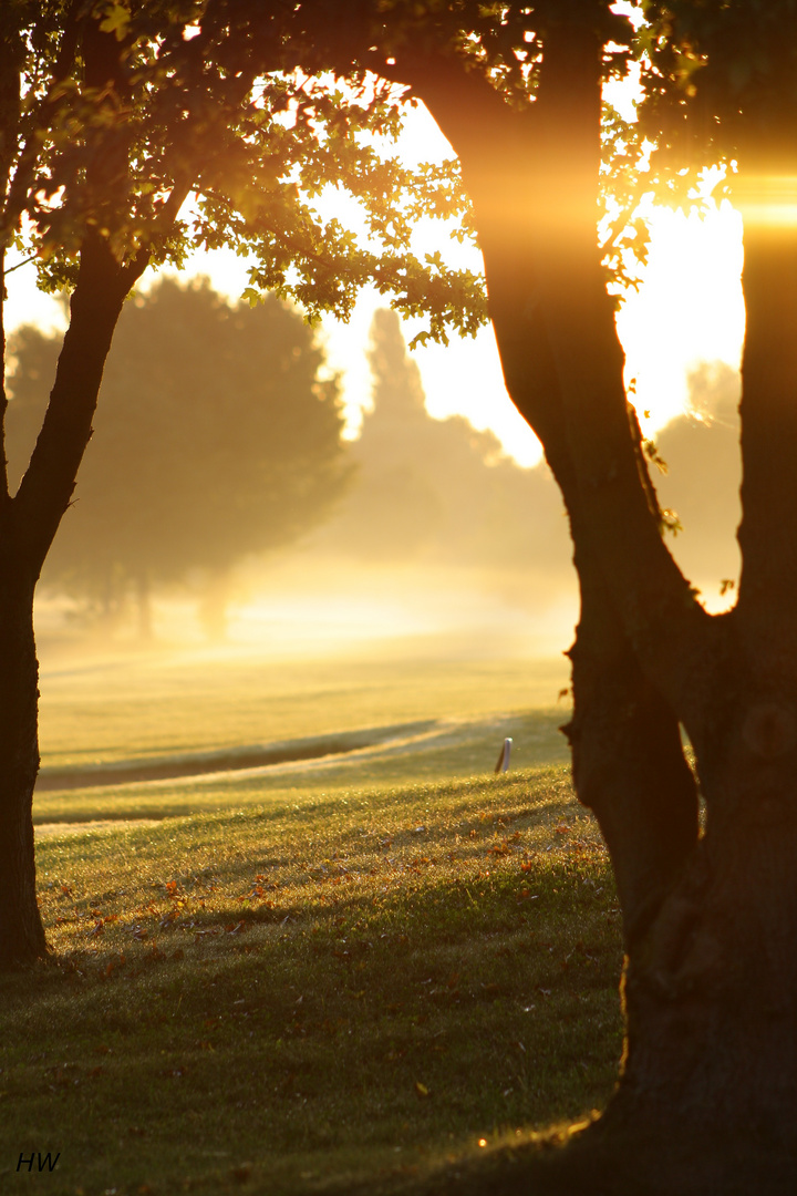 Morgennebel