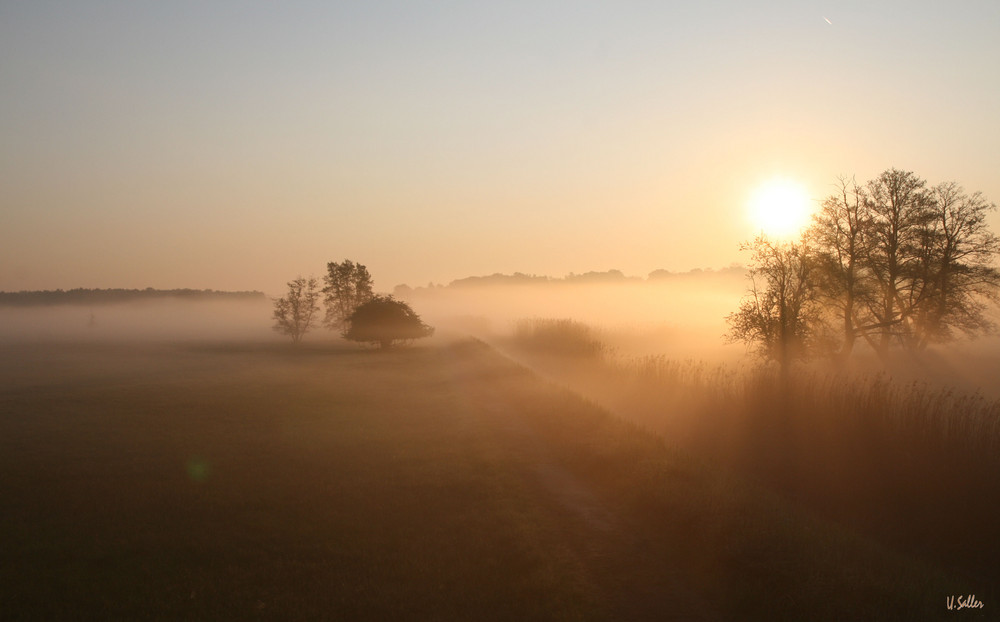 Morgennebel