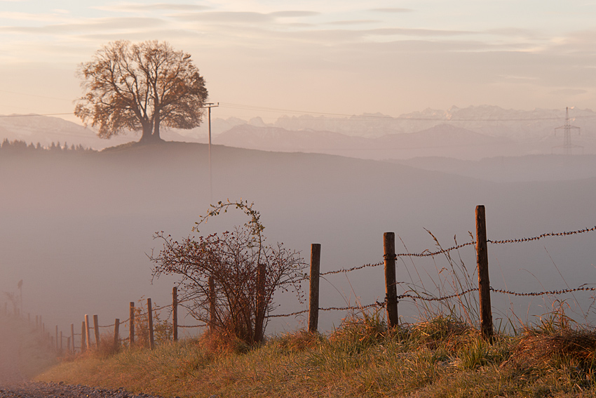 Morgennebel