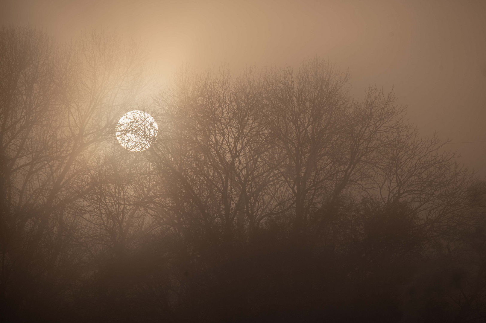 Morgennebel