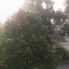 Morgennebel bei Sonnenaufgang auf meiner Straße