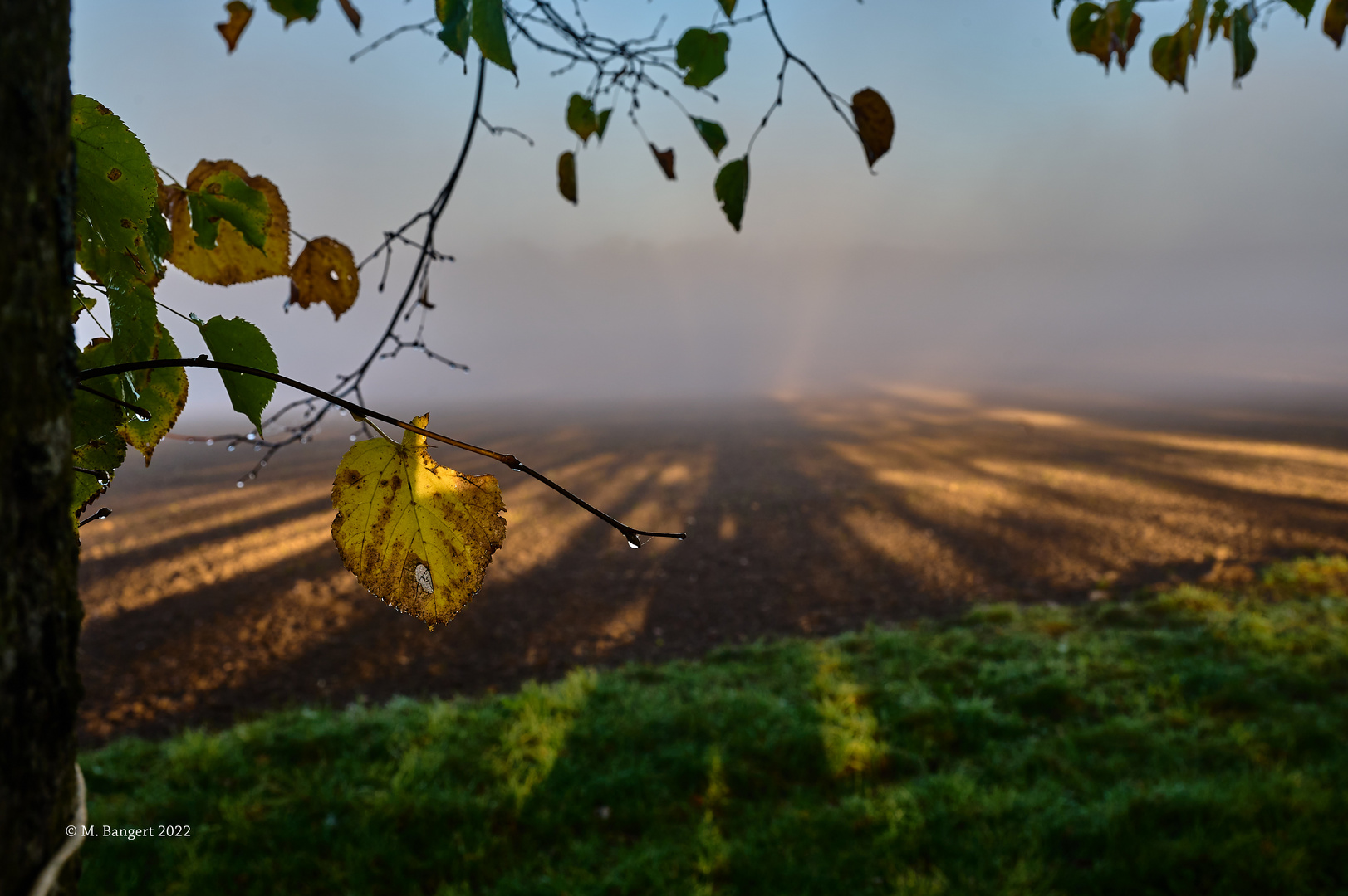 Morgennebel beim Sonnenaufgang, Einsiedel